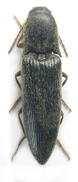 Agriotes kumingensis