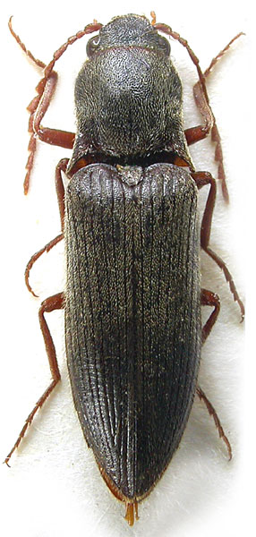 Agriotes leinfesti