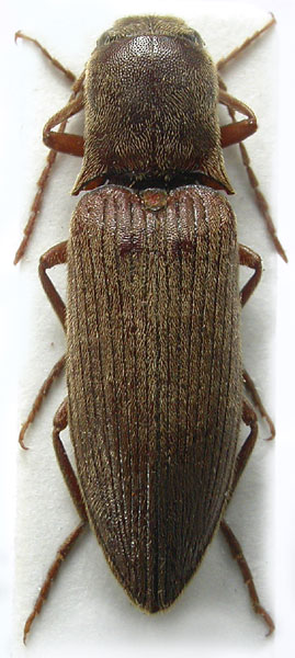 Agriotes leuthneri