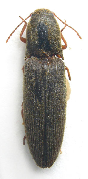 Agriotes lijiangensis