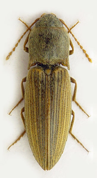 Agriotes lineatus