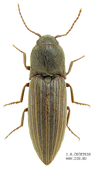 Agriotes lineatus