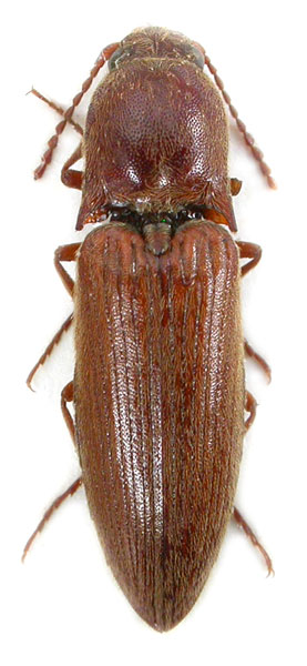 Agriotes litigiosus