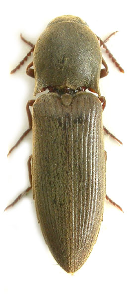 Agriotes litigiosus