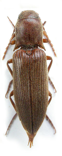 Agriotes lizleri