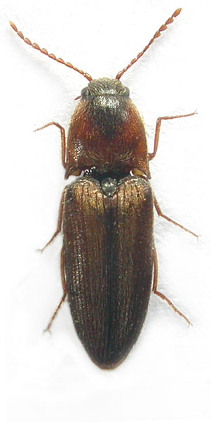 Agriotes maculatus