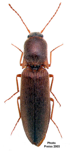 Agriotes magnanii