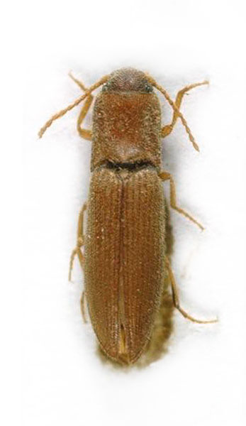 Agriotes marocanus