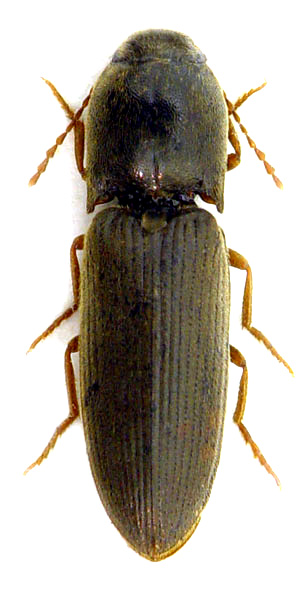 Agriotes medvedevi