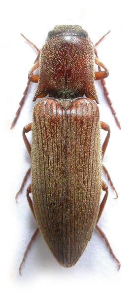 Agriotes mertliki