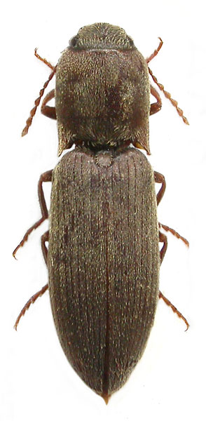 Agriotes meticulosus