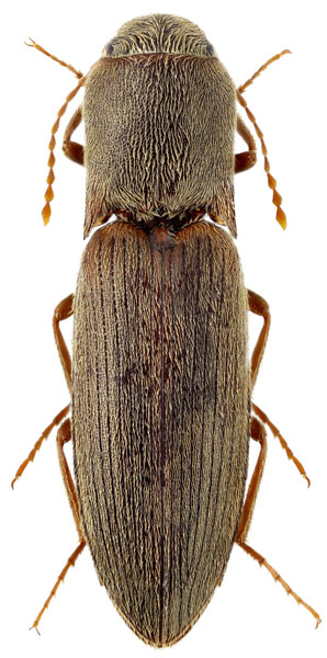 Agriotes meticulosus