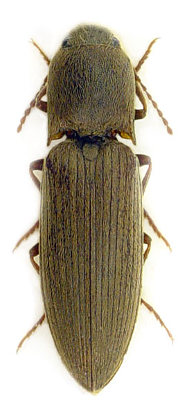 Agriotes modestus