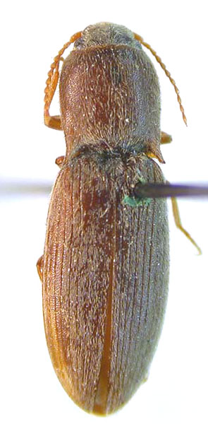 Agriotes nadezhdae