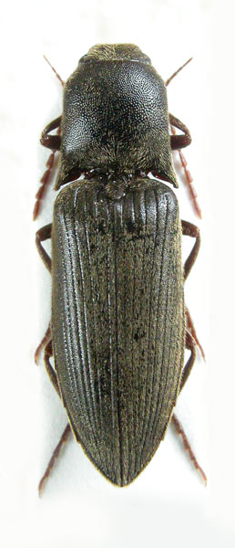 Agriotes nigror