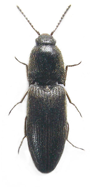 Agriotes nikodymi