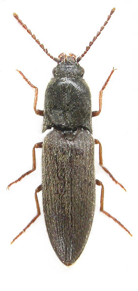 Agriotes nitidicollis