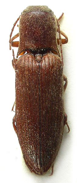 Agriotes nuceus