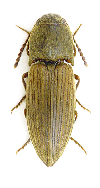 Agriotes obscurus