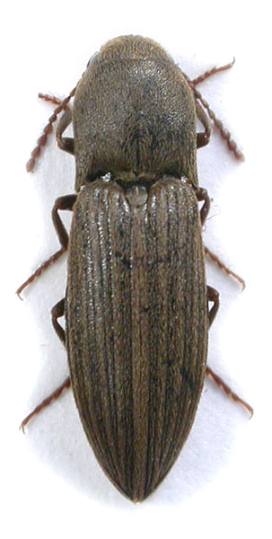 Agriotes olivieri