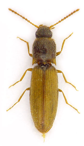 Agriotes pallidulus