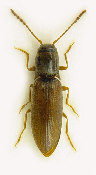 Agriotes pallidulus