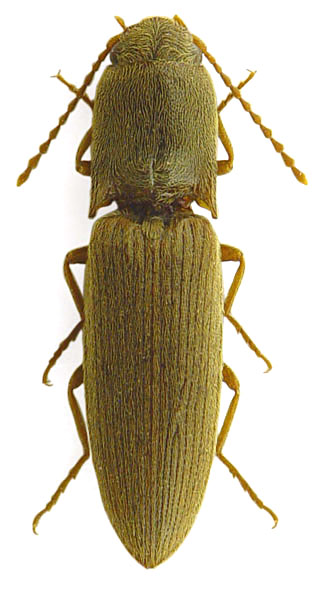 Agriotes paludum