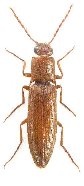 Agriotes pavesii