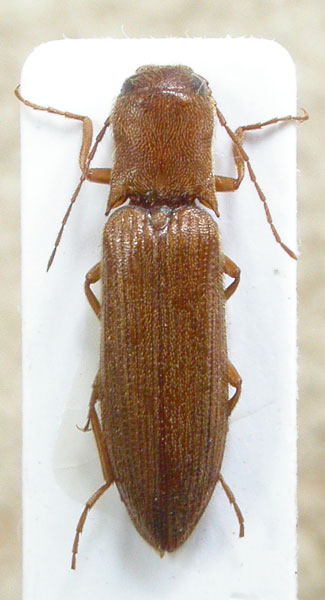 Agriotes pavesii