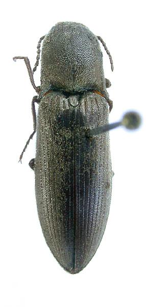 Agriotes peregrinus