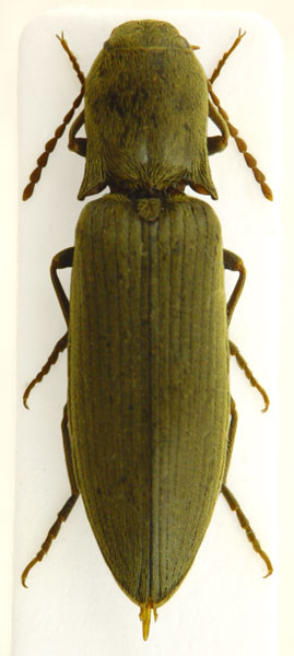 Agriotes pilosellus