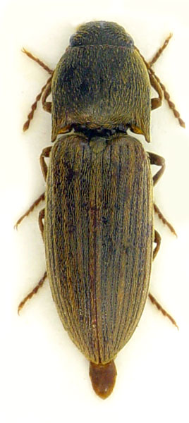 Agriotes proximus