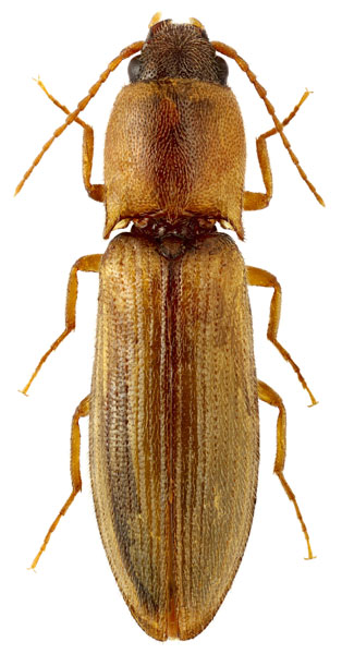 Agriotes reitteri