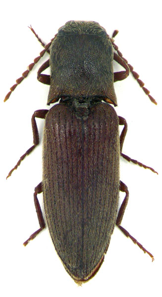 Agriotes roznerorum