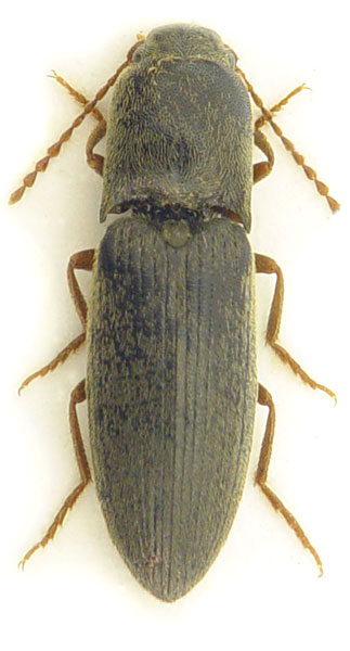 Agriotes rufipalpis