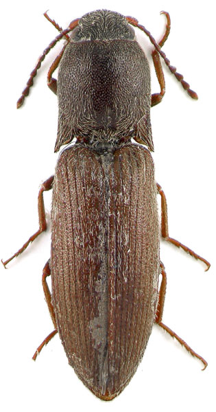 Agriotes sakaryaensis