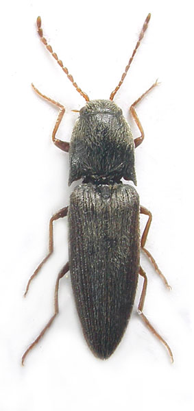 Agriotes schneideri