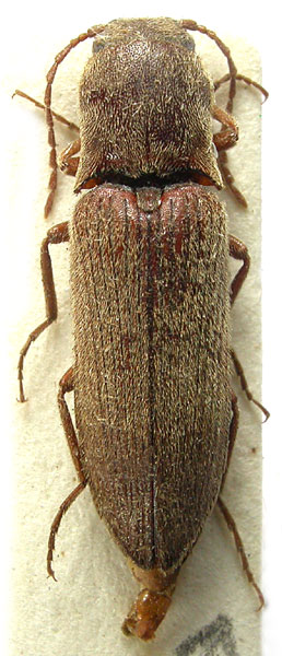 Agriotes schurmanni