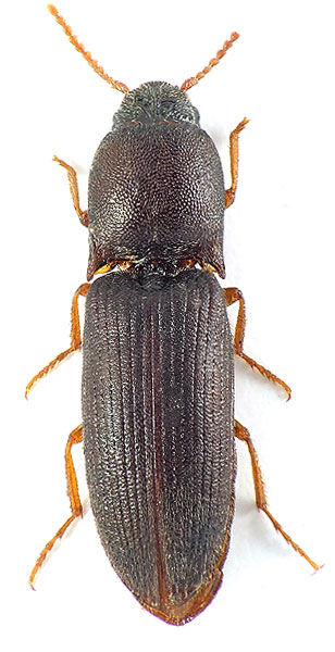 Agriotes silvanensis