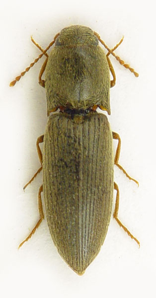 Agriotes sputator