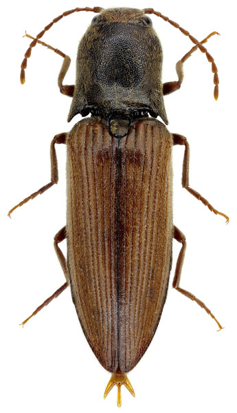 Agriotes starcki