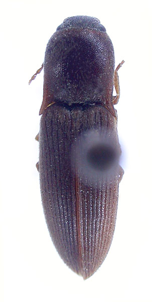 Agriotes subvittatus