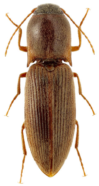 Agriotes subvittatus