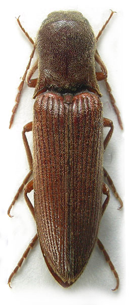 Agriotes syriacus