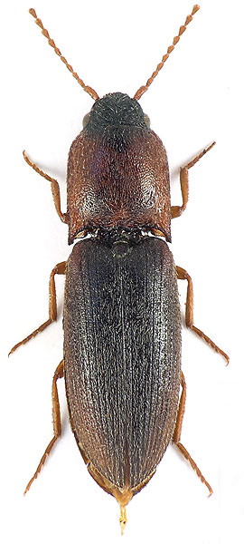 Agriotes szekelykalmani