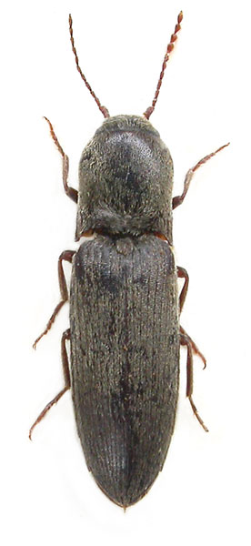 Agriotes tadzhikistanicus