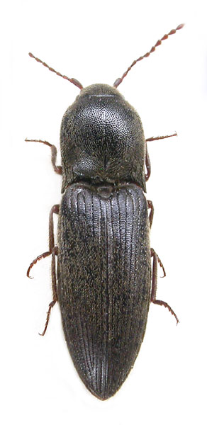 Agriotes tristiculus