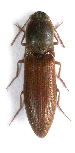Agriotes turcicus