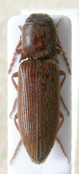 Agriotes werneri