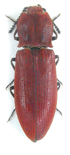 Agrypnus agrillaceus